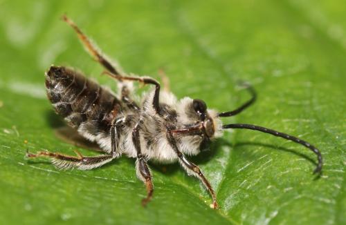 Eucera clypeata